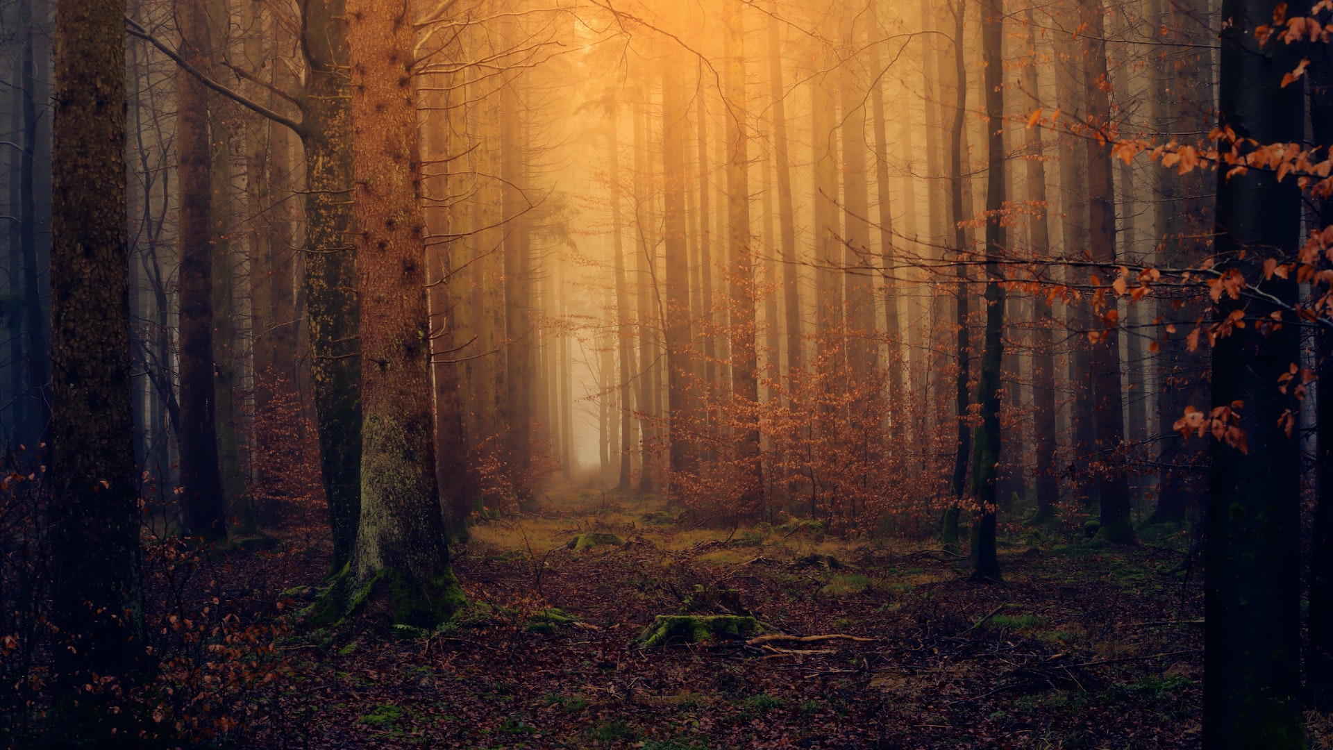 forest in the fall
