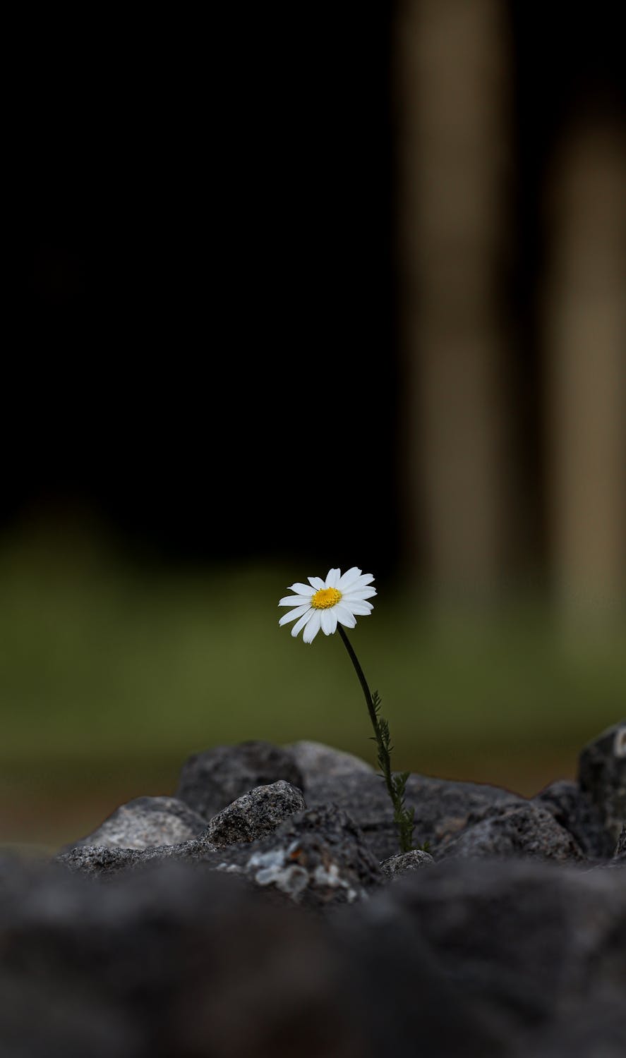 A single daisy flower